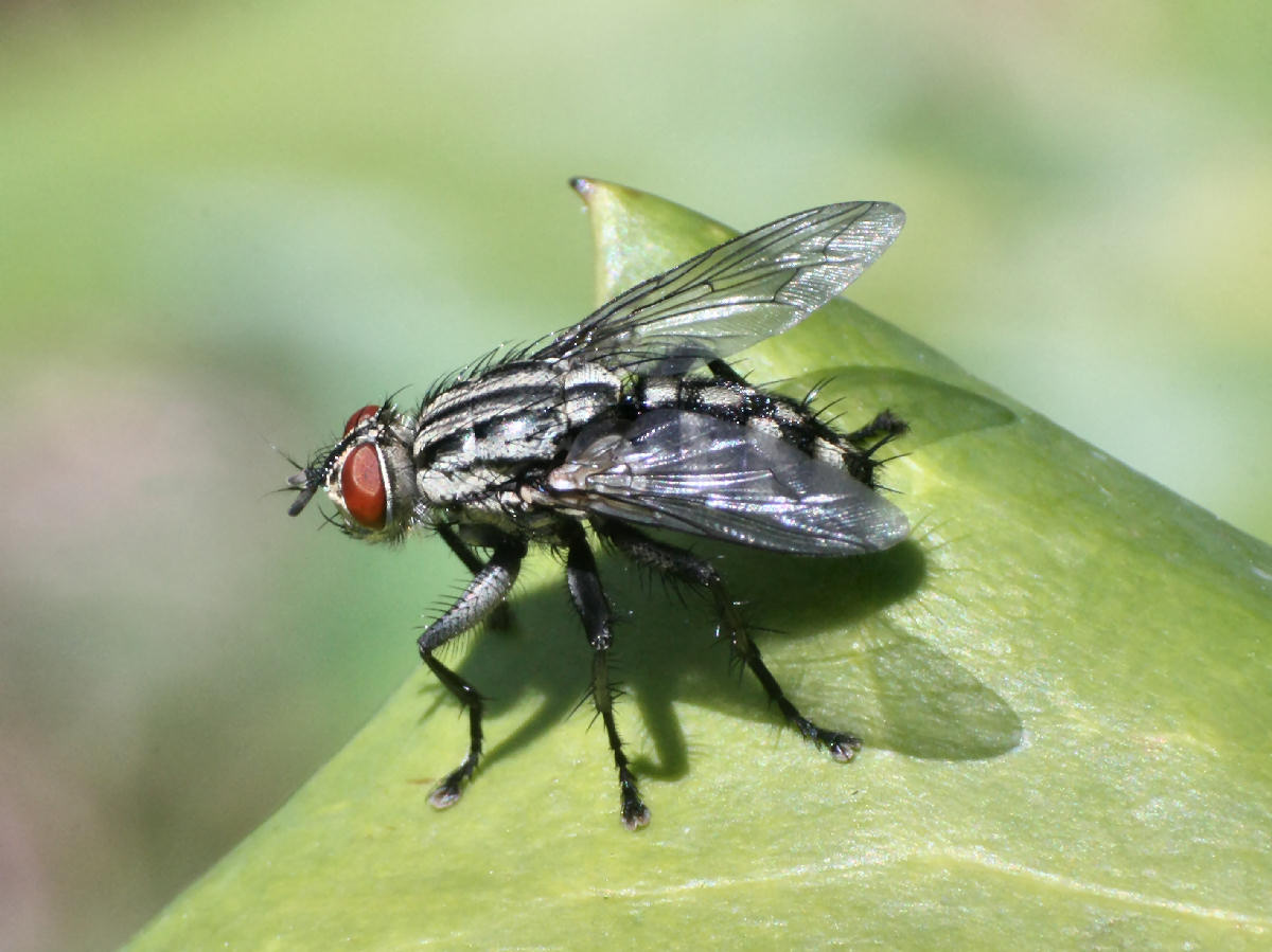 Sarcophaga sp. femmina  ??